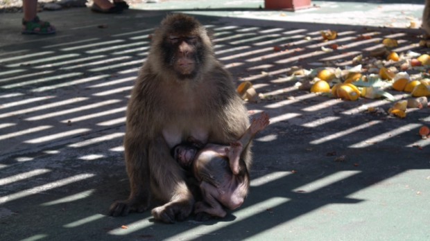 Affenbaby in Gibraltar: "Och, Kuscheln ist eigentlich doch das Beste"