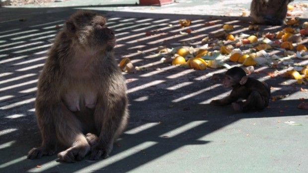 Affenbaby in Gibraltar: "Naja, eigentlich...."