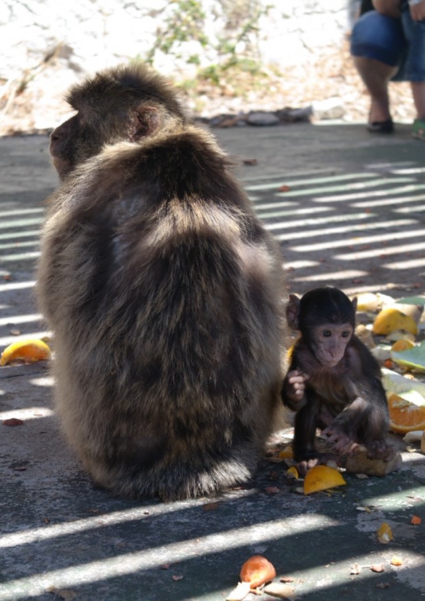 Affenbaby in Gibraltar: "Mit Mami ist es irgendwie langweilig"