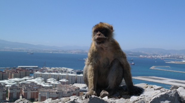 Affe über Gibraltar