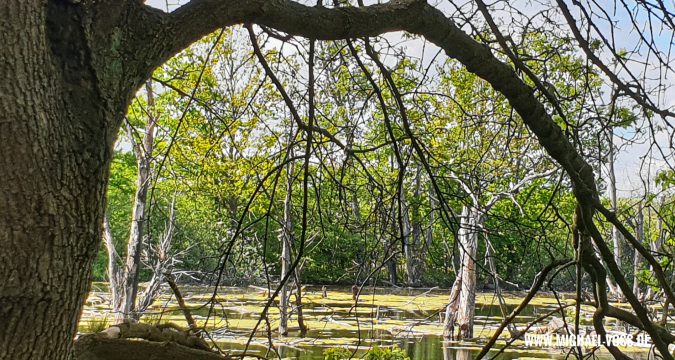 Wasser und Bäume gehören zur Wechselvollen Landschaft im Leipziger Auwald