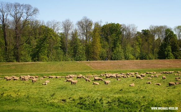 Schafe an der Mündung von Nahle und Neuer Luppe
