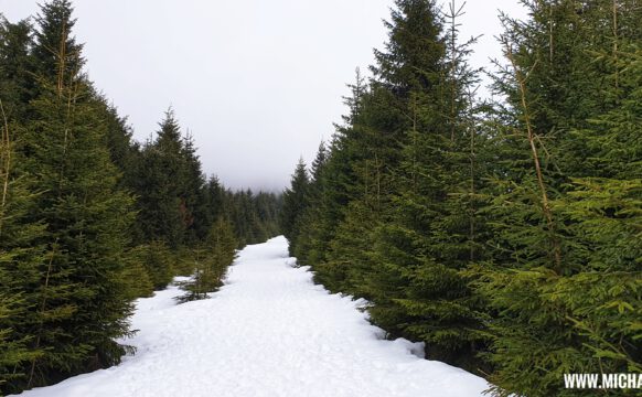 Verschneite Waldwege