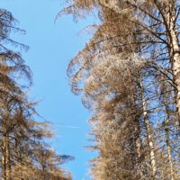 Waldsterben im Harz – der Borkenkäfer schlägt zu