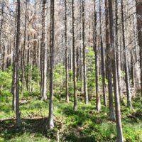 Waldsterben im Harz – der Borkenkäfer schlägt zu
