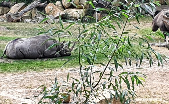 Nashorn-Pause
