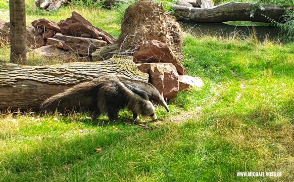 Nasenbär im künftigen Südamerikabereich des Zoos