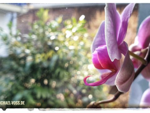 Orchideen-Blüte