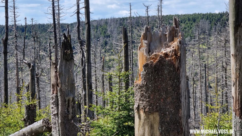Eckerlochstieg nach der monatelangen Sperrung: Tote Bäume