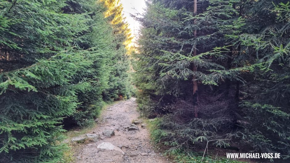 Entlang der "Alten Bobahn" gibt es noch Waldwege mit Bäumen - keine Selbstverständlichkeit mehr im Harz